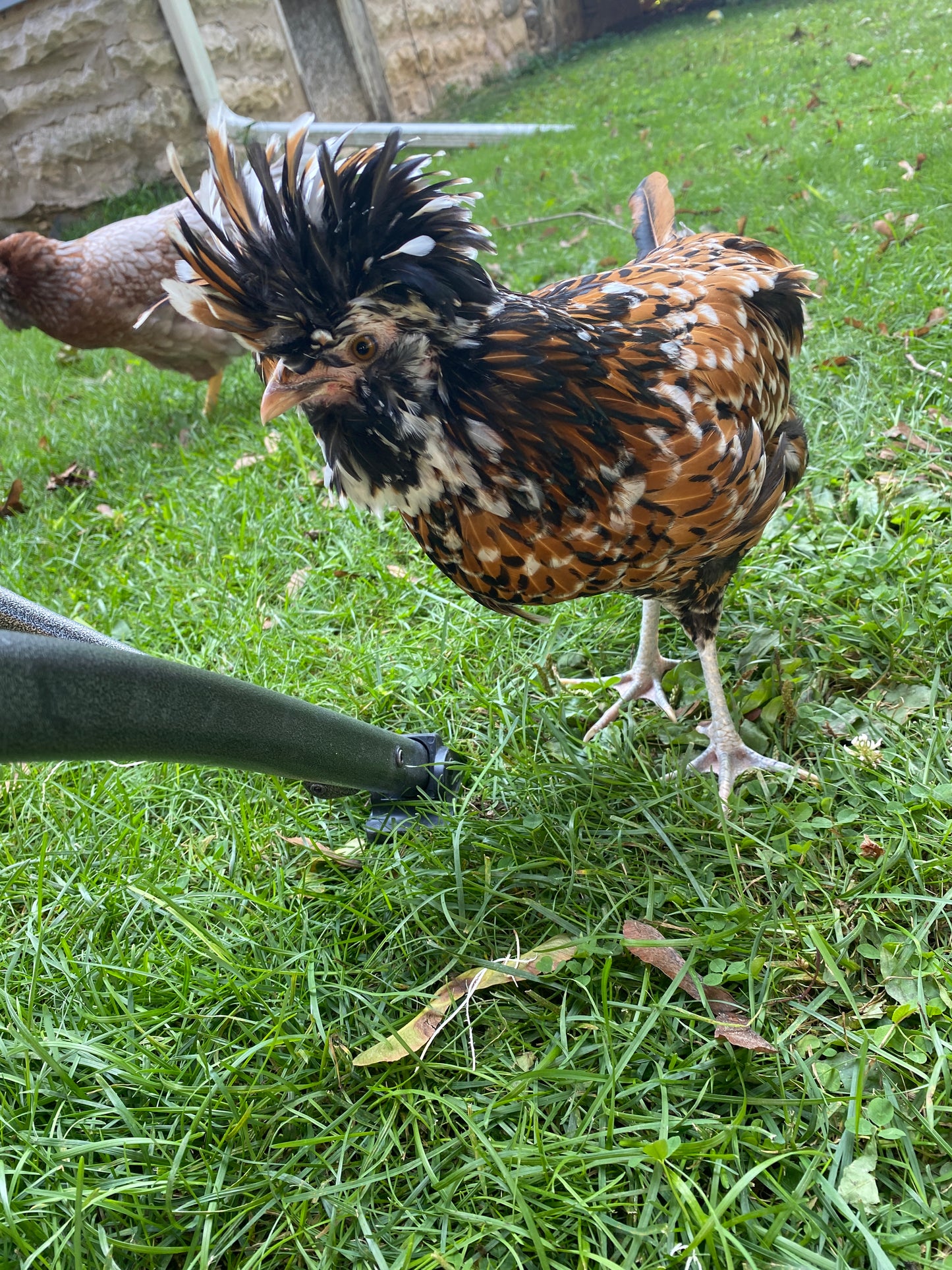 Cluckin' Fresh Chicken Coop Spray