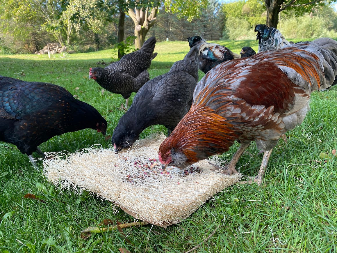Chicken Nesting Herbs